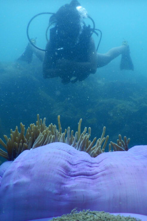 Red River Tour - Scuba Diving At Roi Island Phu Quoc - Itinerary and Pickup Information