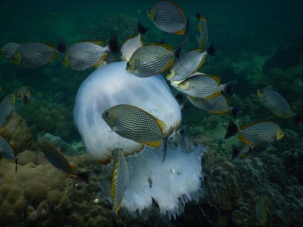 Red River Tour - Scuba Diving At Roi Island Phu Quoc - The Sum Up