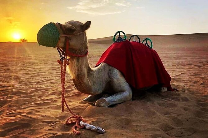 Red Sand Morning Desert Safari With Camel Ride, Sand Boarding - Reviews From Viator Travelers
