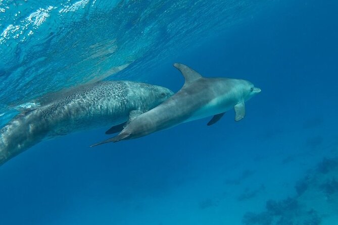 Red Sea Cruise to Orange Bay Island for Snorkeling With Lunch - Frequently Asked Questions