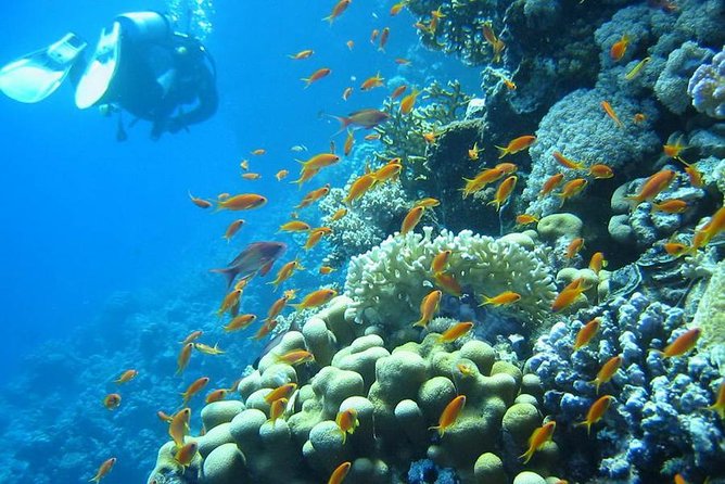 Red Sea Diving Trip From Hurghada: Beginner to Advanced Divers - Onboard Amenities and Services