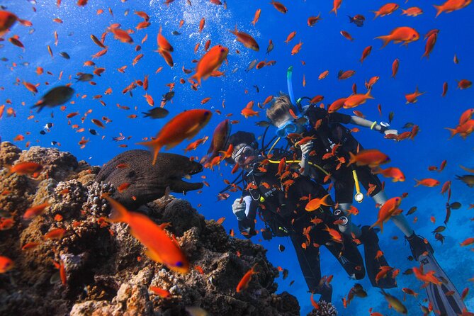Red Sea Full-Day Introduction to Scuba Diving - Traveler Photos and Reviews