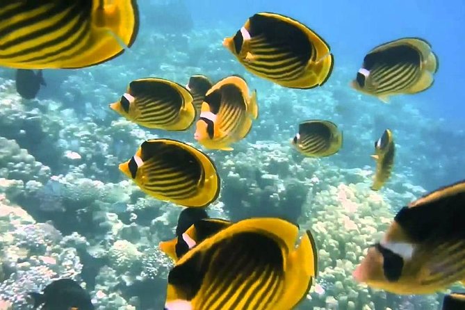 Red Sea Snorkeling From Hurghada - Value for Money