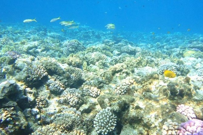 Red Sea Snorkeling Hurgada - Price & Booking