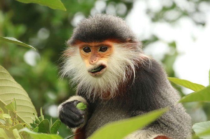 Red-shanked Douc - Private Motorbike Tour - Practical Tips for Travelers