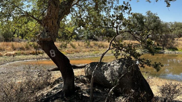 Redondo: Walk in the Cork Forest With Lunch & Wine Tasting - Activity Details