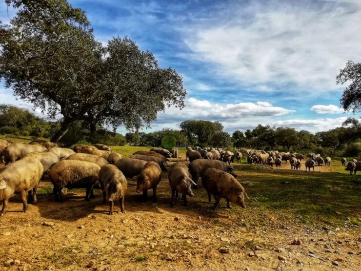 Redondo: Walk in the Cork Forest With Lunch & Wine Tasting - Experience Highlights