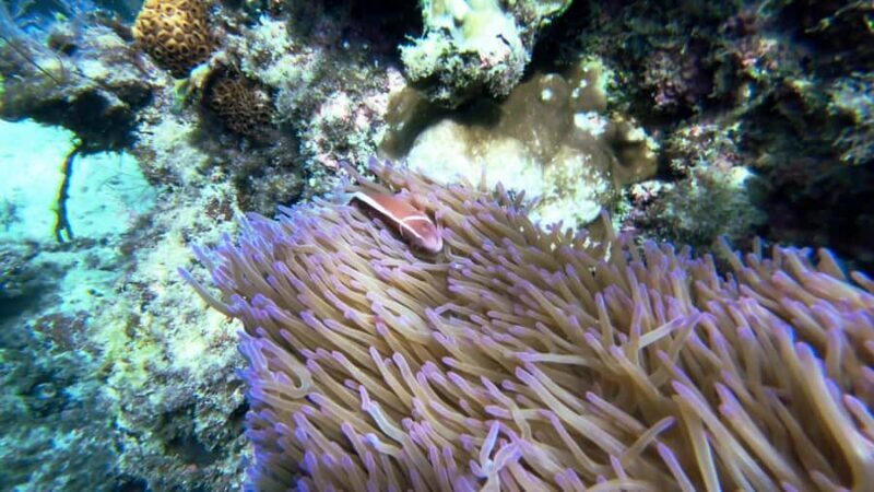 RedRiverTour - Discovery 3 Islets, Snorkeling By Speedboat - Considerations and Tips