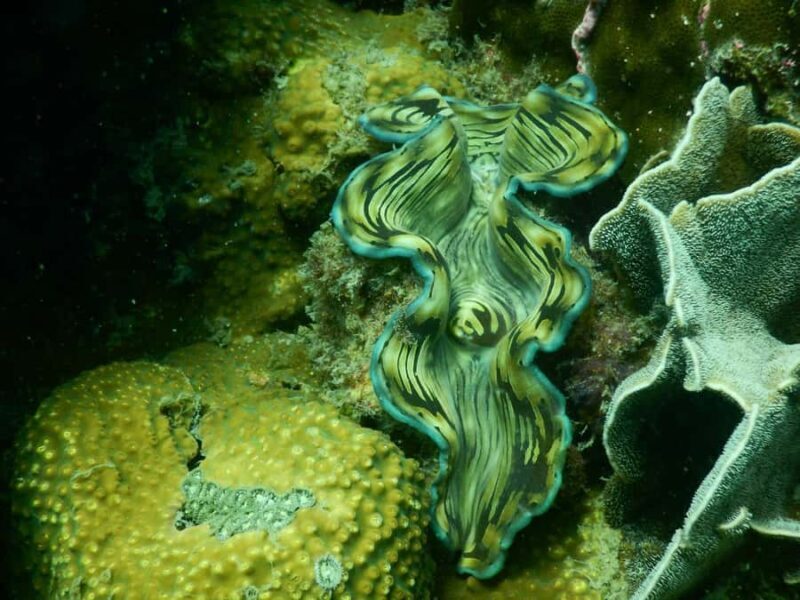 RedRiverTour - Discovery 3 Islets, Snorkeling By Speedboat - Good To Know