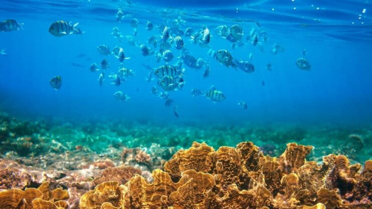 RedRiverTour-Discovery 3 Islets, Snorkeling &Fishing By Boat - Good To Know