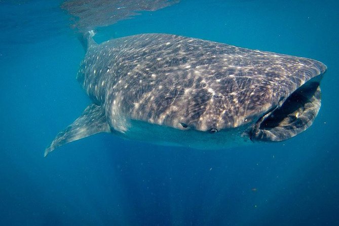 Reduced Group Whale Shark Tour - Directions