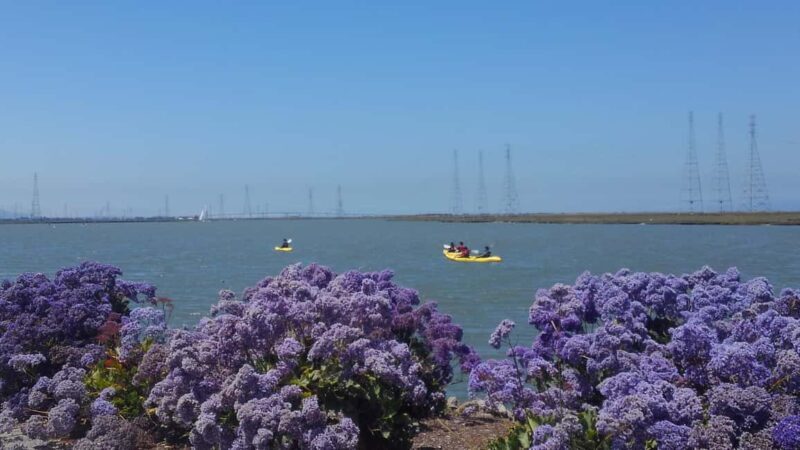 Redwood City: Kayak Rental - An Introduction to Redwood City Kayak Rentals