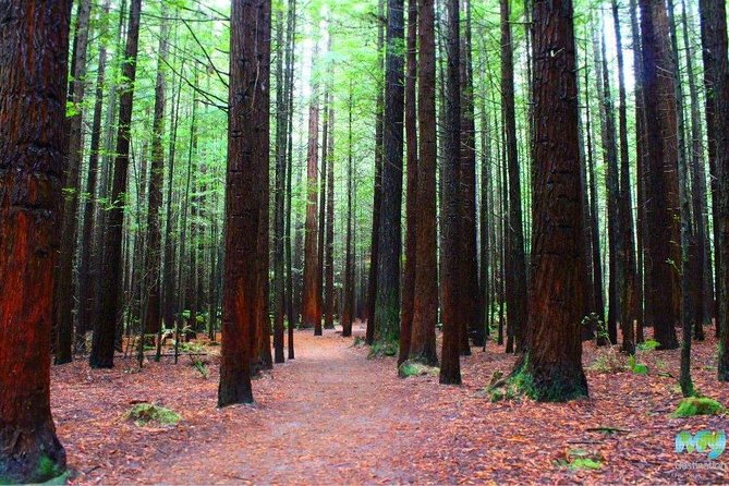Redwood Forest , Blue Springs & Huka Falls Day Tour From Auckland - Redwood Forest Exploration