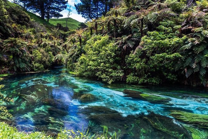 Redwood Forest , Blue Springs & Huka Falls Day Tour From Auckland - Traveler Reviews and Ratings