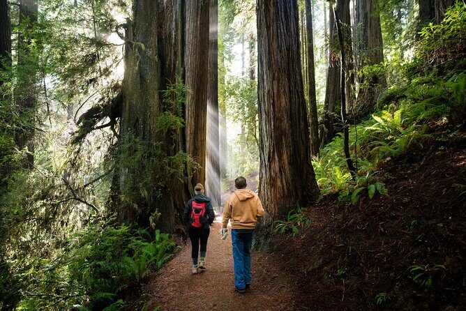 Redwood National Park Self-Guided Audio Tour - The Sum Up