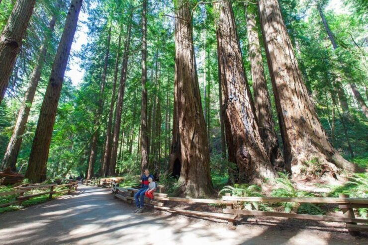 Redwood Retreat: Tour to Muir Woods From San Francisco - Tour Duration and Pickup Location