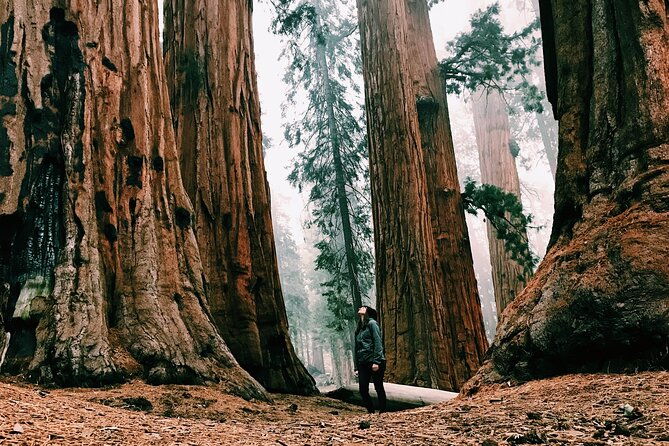 Redwoods Full-day Private Tour and Hike - Exploring the Redwoods Full-day Private Tour and Hike