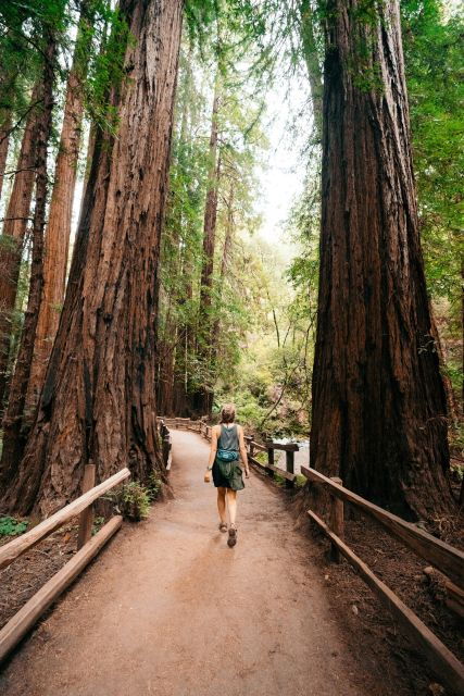 Redwoods Full Day Private Tour and Hike - Activity Details