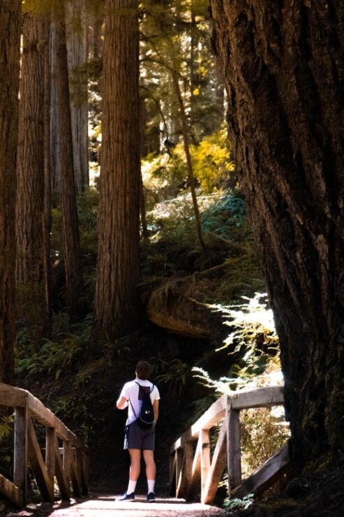 Redwoods Full Day Private Tour and Hike - Experience Highlights