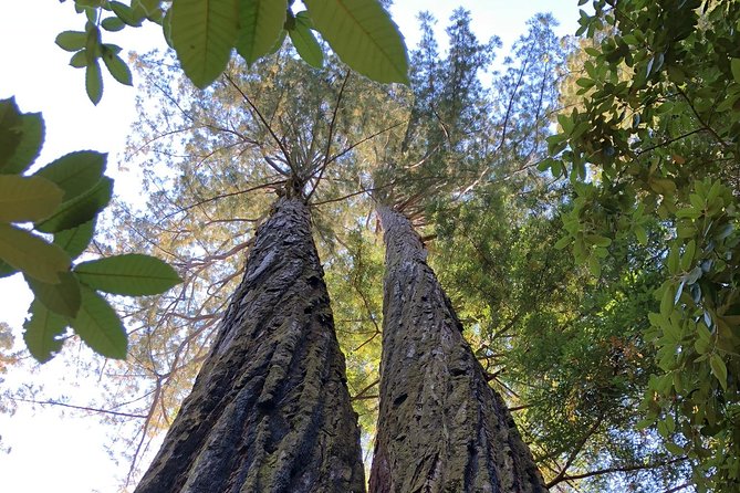 Redwoods of Marin and Mt. Tamalpais Walking Tour With Local Guide - Explore Downtown Mill Valley