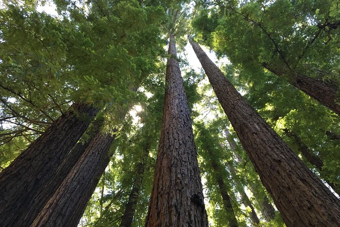 Redwoods of Marin and Mt. Tamalpais Walking Tour With Local Guide - Traveler Photos for Inspiration