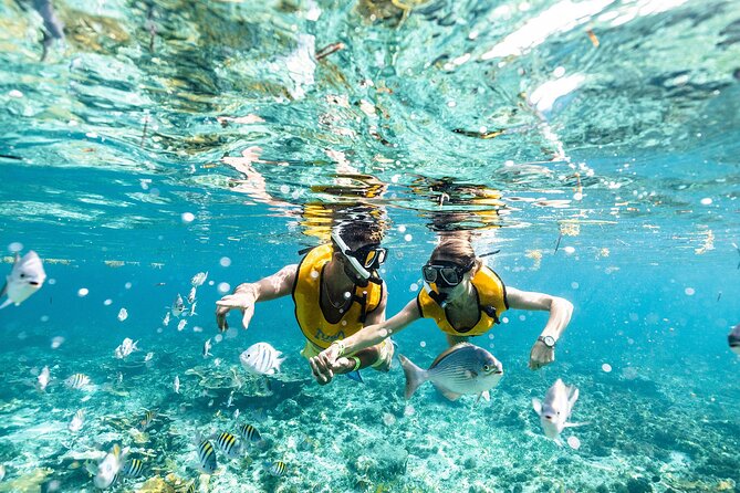 Reef and Shipwreck Snorkeling Tour in Cancun - Tour Overview