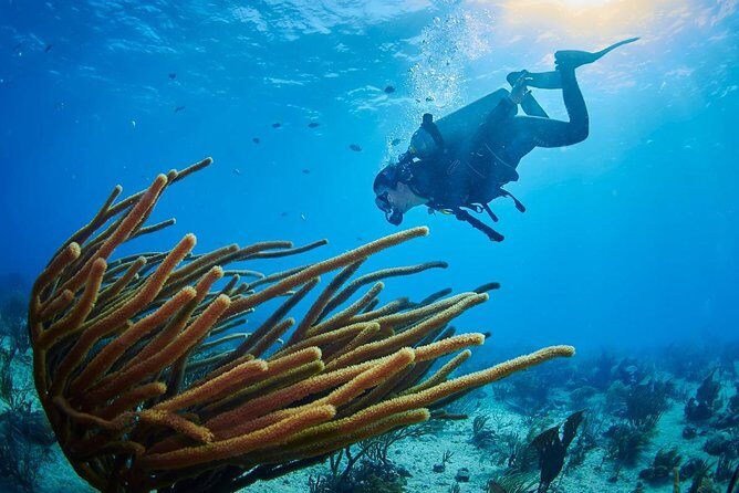 Reef diving in Playa del Carmen - Good To Know