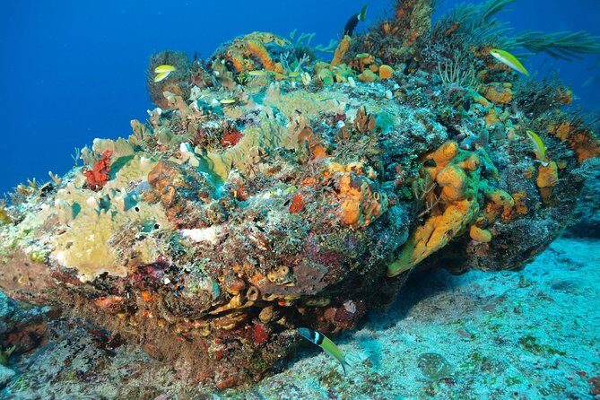 Reef diving in Playa del Carmen - An in-depth look at the Playa del Carmen Reef Diving Experience