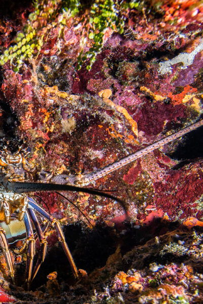 Reef Diving in Playa Del Carmen - Transportation and Guides