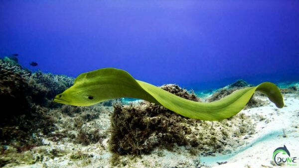 Reef Diving in Playa Del Carmen - Marine Life and Visibility
