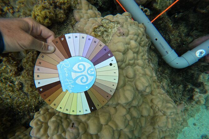 Reef Exploration with Reva Atea participatory science - Good To Know