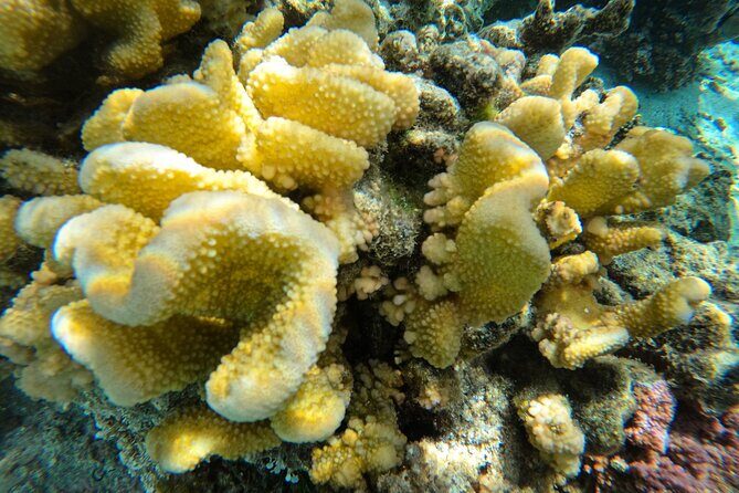 Reef Exploration with Reva Atea participatory science - Introduction to the Reef Exploration Tour