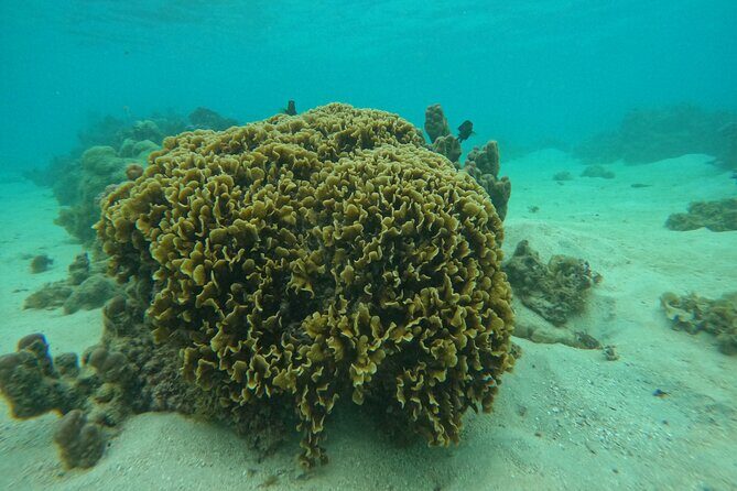 Reef Exploration with Reva Atea participatory science - The Breakdown of the Itinerary