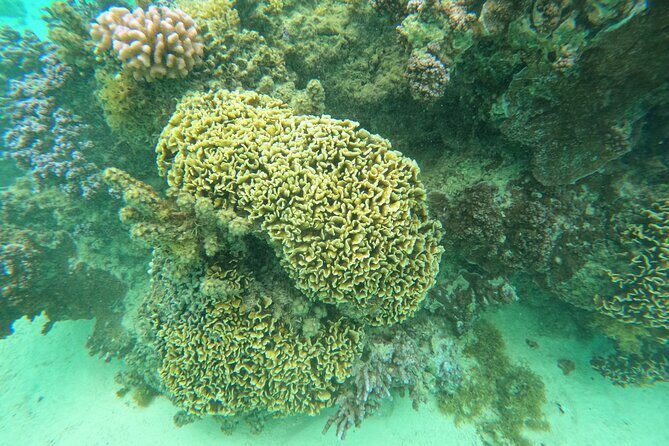 Reef Exploration with Reva Atea participatory science - Practical Tips for Your Trip