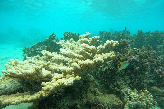 Reef Exploration with Reva Atea participatory science - Final Thoughts: Is It Worth It?