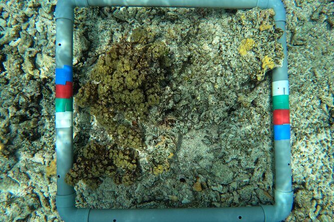 Reef Exploration with Reva Atea participatory science - FAQ