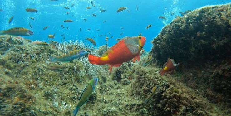 Reef Fish Watching - Good To Know