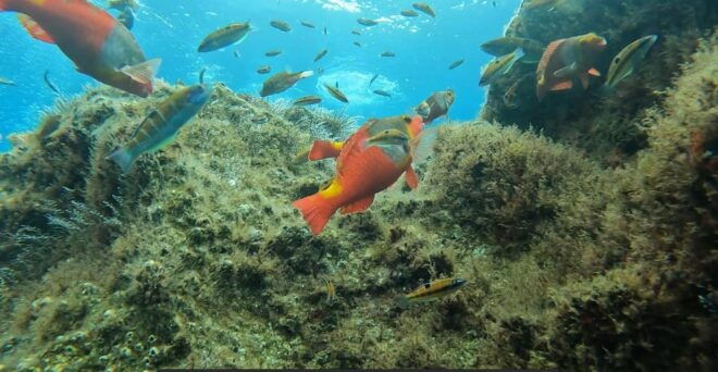 Reef Fish Watching - Inclusions