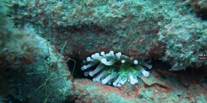 Reef Fish Watching - Booking Information