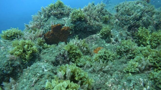 Reef Fish Watching - Important Notes