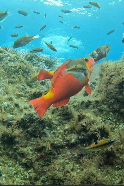 Reef Fish Watching - Discovering Colorful Fish Species