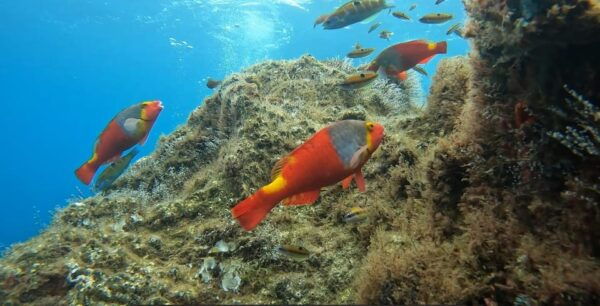 Reef Fish Watching - Frequently Asked Questions