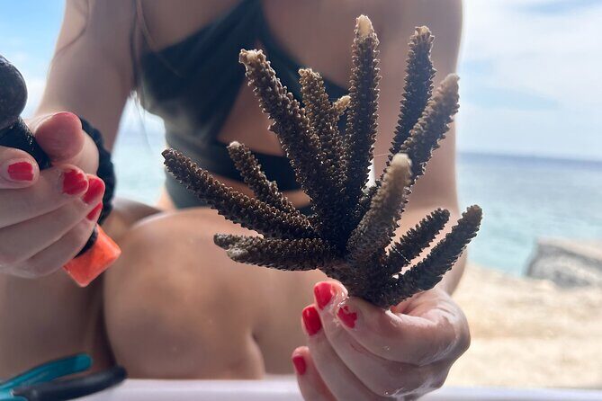 Reef Rehabilitation Course and Snorkeling - Good To Know