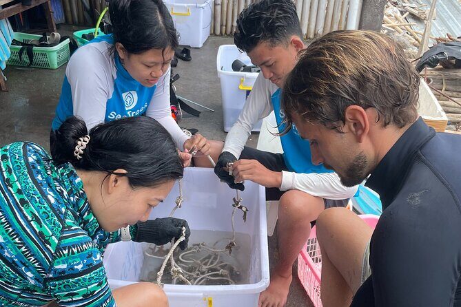 Reef Rehabilitation Course and Snorkeling - What is the Reef Rehabilitation Course and Snorkeling?