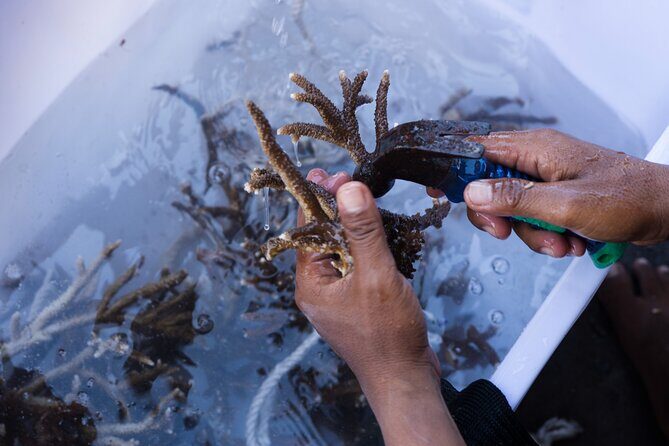 Reef Rehabilitation Course and Snorkeling - Practical Details & Tips