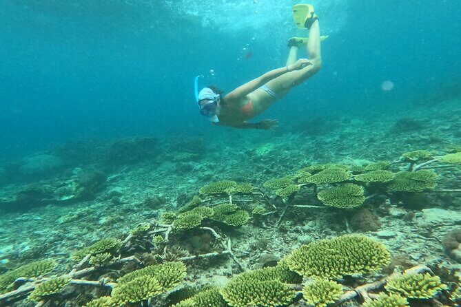Reef Rehabilitation Course and Snorkeling - The Sum Up