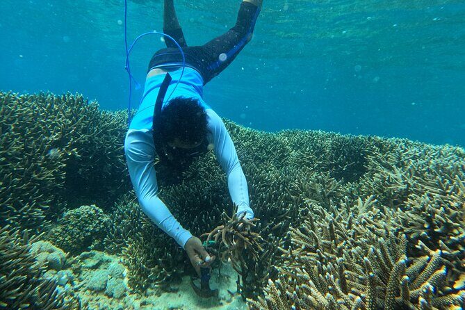 Reef Rehabilitation Course and Snorkeling - Practical Details and Tips