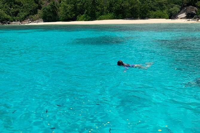 Reef Safari - Snorkeling, Fish Feeding & Lunch (Shared Day Trip) - Whats Included