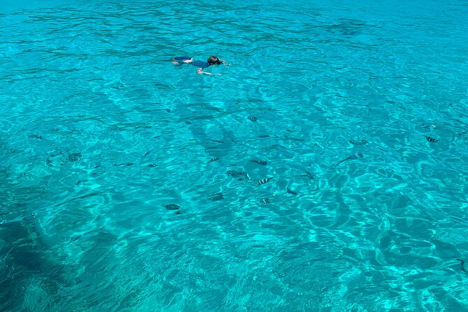 Reef Safari - Snorkeling, Fish Feeding & Lunch (Shared Day Trip) - Pricing and Reviews