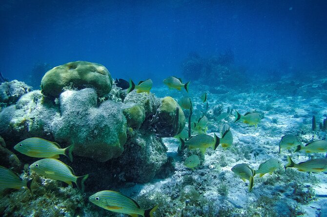 Reef Snorkel In National Park In Puerto Morelos With Lunch And Transportation - Common Questions